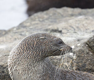 another seal, this time with long whiskers