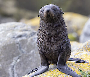 Fur seal pup on a rock