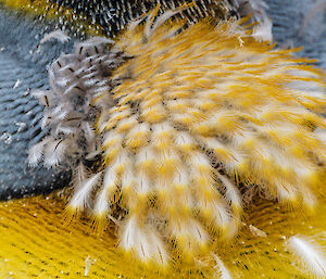 A photo showing lots of yellow feathers