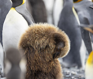 A brown king penguin chick