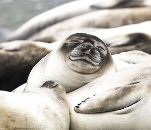 Sleepy smiling elephant seal