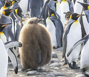 Big fluffy brown king penguin chick, brown, amongst adults