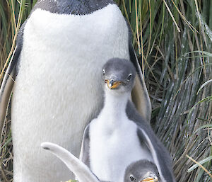 An adult penguin with two chicks