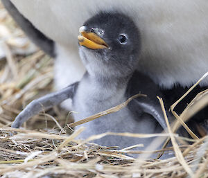 A little penguin chick under its mum or dad