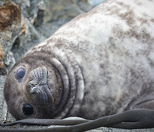 Elephant seal having a snooze with eyes wide open