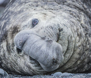 Big old male elephant seal