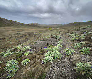 A track winds over the plateau