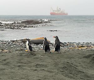 three black and white penguins stand on a beach watching out to an orange ship in the sea.
