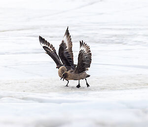 Two birds fighting on sea ice