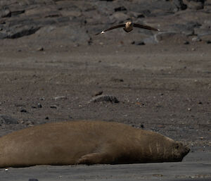 A seal on beach with a bird flying above