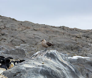 A bird standing on a rock, with penguins behind