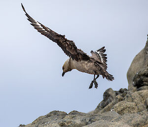 A bird coming in to land