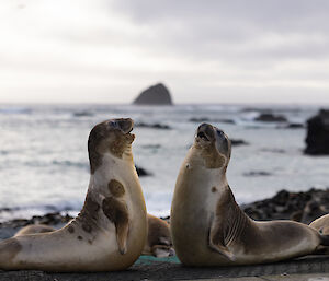 Two elephant seals engage in a mock battle on a beach.