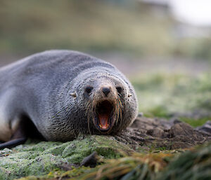A yawning Fur Seal sitting atop green plants.