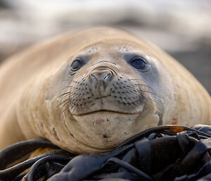 A relaxed looking creamy-brown coloured elephant seal sitting on brown kelp.