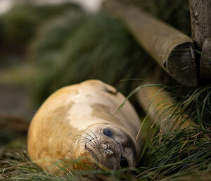 A creamy-brown seal with a relaxed expression lying in tussock next to a pine-log fence