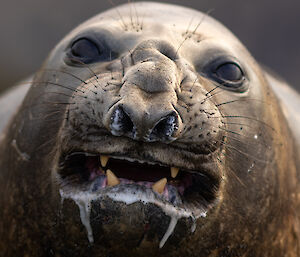 An elephant seal bearing its teeth with white saliva dripping from its mouth.
