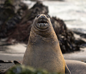 A large elephant seal sits up vertically with its mouth open and white saliva dripping from its lower lip. Rocks and kelp are in the background.