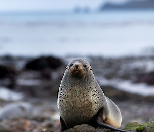 A solitary fur seal sits on a rocky beach.