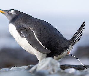 A black and white Gentoo Penguin going to the toilet