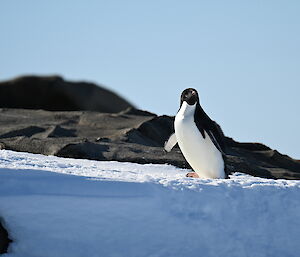penguin on snow