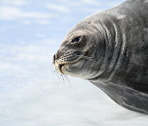 seal laying on ice