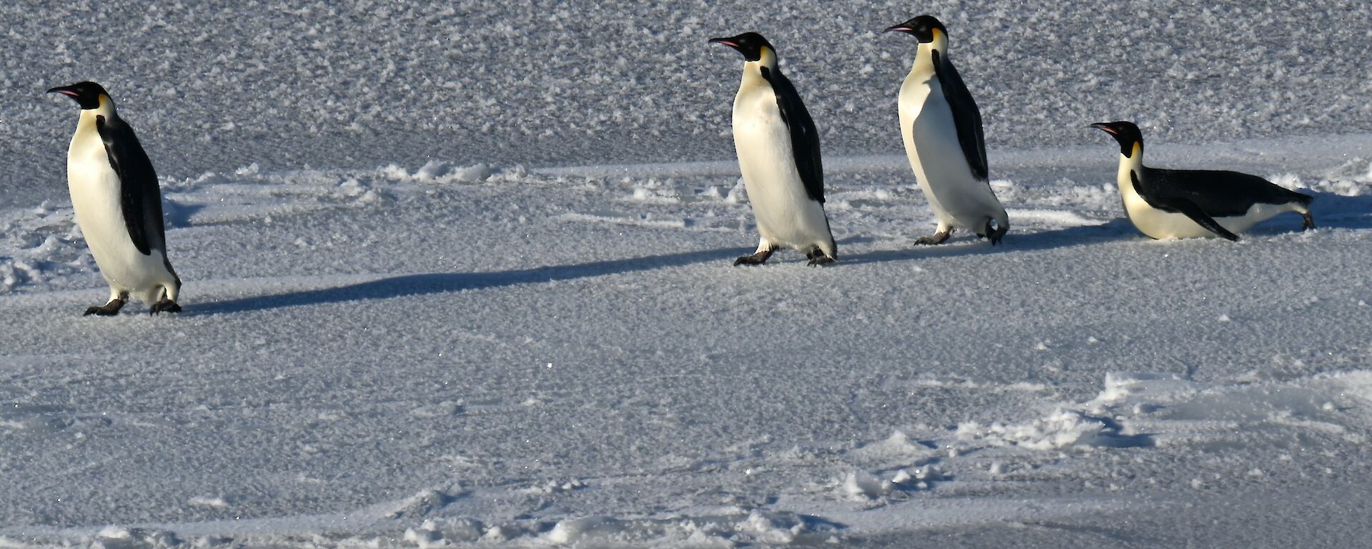 penguins walking on sea ice