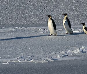 penguins walking on sea ice