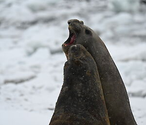 seals fighting