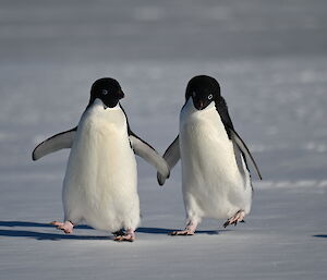 two penguins walking on ice