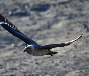 bird flying