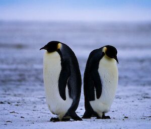 Two emperor penguins standing back-to-back on the ice