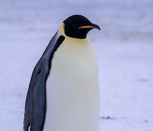An emperor penguin standing on the ice