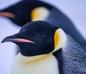 A close-up of an emperor penguin’s face
