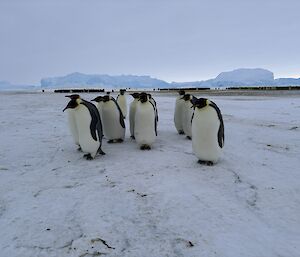 A group of emperor penguins standing on the ice