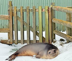 A sleeping elephant seal lies in the snow next to a gate