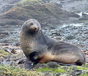 A fur seal sits atop a rocky outcrop on the beach