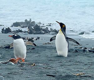 A king penguin and gentoo penguin stand less than a metre apart on a beach with grey sand and swirling ocean water behind them.