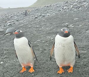 Two curious gentoo penguins standing side by side on a beach look intently at the camera