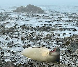 A yawning seal lies in a bed of swirling brown kelp in the shallows of the sea