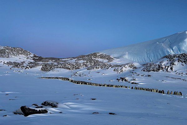 A line of emperor penguins in a rocky, snow-covered landscape