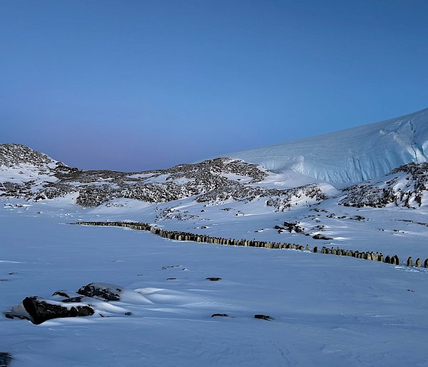A line of emperor penguins in a rocky, snow-covered landscape