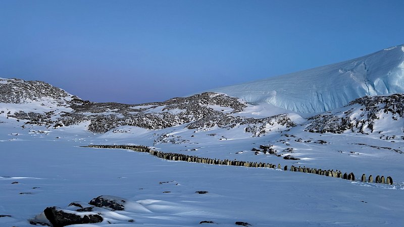 A line of emperor penguins in a rocky, snow-covered landscape