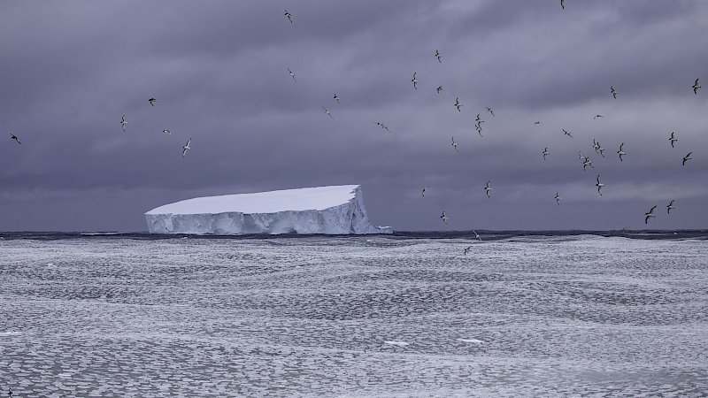 Small pancakes of sea ice in an undulating swell, with an iceberg on the horizon and seabirds circling above