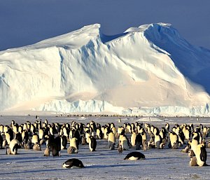 Emperor penguins and their chicks on the sea ice in front of a large iceberg.