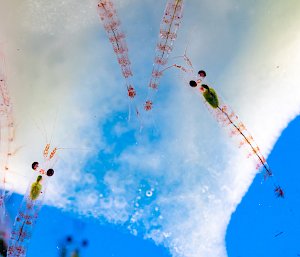Four krill hiding under a piece of ice. Green phytoplankton can be seen clearly in their transparent bodies.