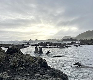 Two elephant seals play fighting in the ocean shallows surrounded by rocky outcrops.