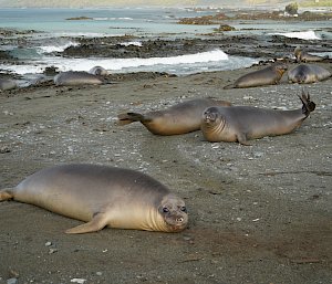 About ten large elephant seals lying on a brown sandy beach with the crashing surf in the background.