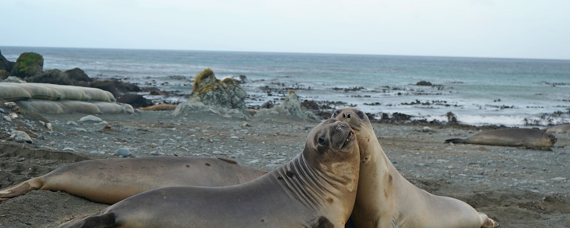 Two elephant seals appear to have stopped mid joust to look at the camera.
