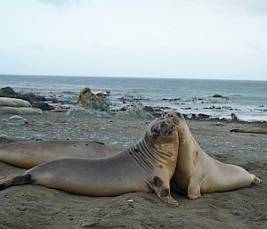 Two elephant seals appear to have stopped mid joust to look at the camera.